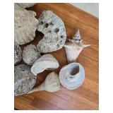 Collection of Unique Natural Sea Shells and Coral Pieces