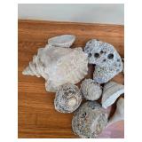 Collection of Unique Natural Sea Shells and Coral Pieces