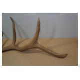 Antler