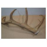 Antler