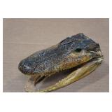 Louisiana Taxidermy Gator Head