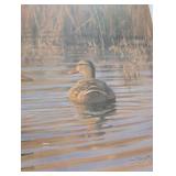 Morning Mallards Framed Gary Moss Print