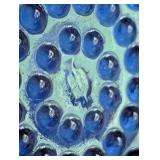 Fenton Blue Hobnail Glass Bowl and Covered Dish