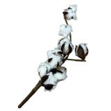 Cotton, Bundle of 5 pieces