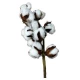 Cotton, Bundle of 5 pieces