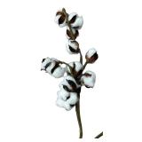 Cotton, Bundle of 5 pieces