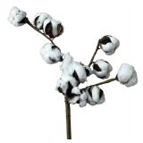 Cotton, Bundle of 5 pieces