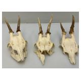 European Roe Deer Skulls