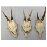 European Roe Deer Skulls