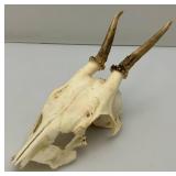 European Roe Deer Skulls