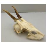 European Roe Deer Skulls