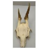 European Roe Deer Skulls