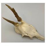 European Roe Deer Skulls