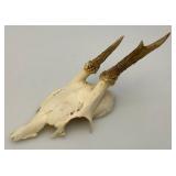 European Roe Deer Skulls