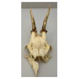 European Roe Deer Skulls