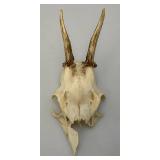 European Roe Deer Skulls
