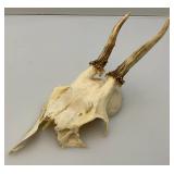 European Roe Deer Skulls