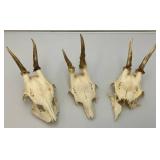 European Roe Deer Skulls