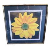 Collection of Sunflower Paintings in Various Frames - Including a signed print by Robert Lewis