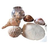 Assorted Seashell Collection with Display Accents