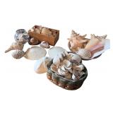 Assorted Seashell Collection with Display Accents