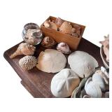 Assorted Seashell Collection with Display Accents