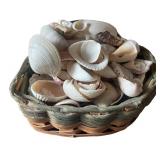 Assorted Seashell Collection with Display Accents