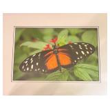 Butterfly Themed Home Decor Collection