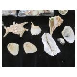 Huge variety lot of seashells...
