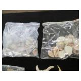 Huge variety lot of seashells...