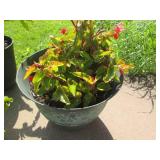 Beautiful, healthy and hearty live ...