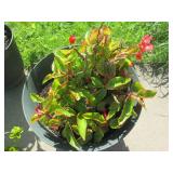 Beautiful, healthy and hearty live ...