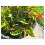 Beautiful, healthy and hearty live ...