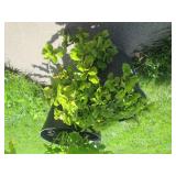 Living Cathedral Bells and Tree Phi...