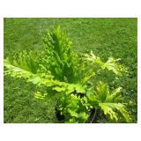 Living Cathedral Bells and Tree Phi...