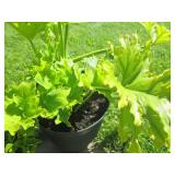 Living Cathedral Bells and Tree Phi...