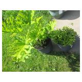 Living Cathedral Bells and Tree Phi...