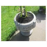 Live Ponytail Palm tree plant with ...
