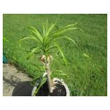 Live Ponytail Palm tree plant with ...