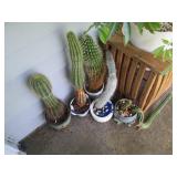 Prickly potted Cacti Collection...