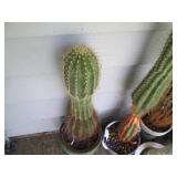 Prickly potted Cacti Collection...