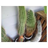 Prickly potted Cacti Collection...