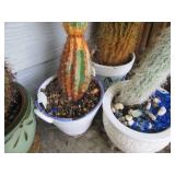 Prickly potted Cacti Collection...