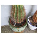 Prickly potted Cacti Collection...