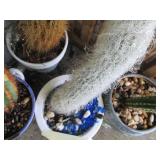 Prickly potted Cacti Collection...