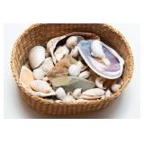 Collection of Seashells