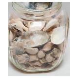 Collection of Seashells