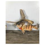 3 - Sunfish Wall Hanging Fish Mounts