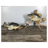 2 - Crappies Fish Mounts on Drift Wood