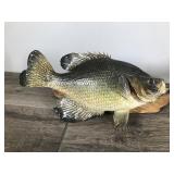 2 - Crappies Fish Mounts on Drift Wood